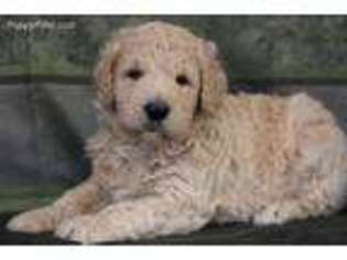 Goldendoodle Puppy for sale in Chouteau, OK, USA