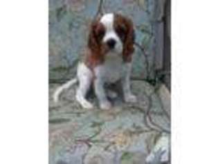 Cavalier King Charles Spaniel Puppy for sale in CHESAPEAKE, VA, USA