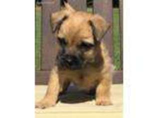 Cairn Terrier Puppy for sale in Winder, GA, USA