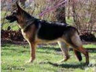 German Shepherd Dog Puppy for sale in CASSODAY, KS, USA