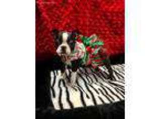 Boston Terrier Puppy for sale in Humble, TX, USA
