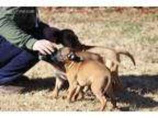 Bullmastiff Puppy for sale in Rock Hill, SC, USA