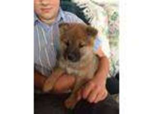 Shiba Inu Puppy for sale in Flat Rock, IN, USA