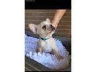 French Bulldog Puppy for sale in Paris, TX, USA