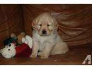 Golden Retriever Puppy for sale in HOME, PA, USA