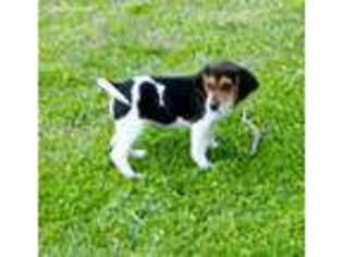 Beagle Puppy for sale in Mammoth Spring, AR, USA
