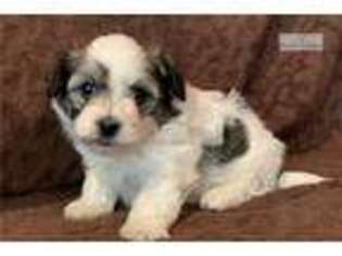 Havanese Puppy for sale in Fayetteville, NC, USA