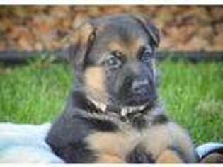 German Shepherd Dog Puppy for sale in Ammon, ID, USA