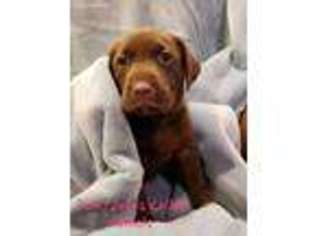 Labrador Retriever Puppy for sale in Waller, TX, USA