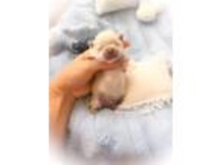Maltipom Puppy for sale in Sarasota, FL, USA