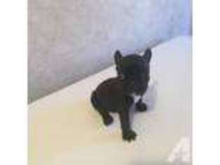 French Bulldog Puppy for sale in BOLEY, OK, USA