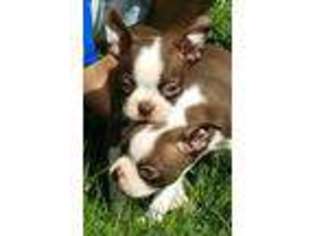 Boston Terrier Puppy for sale in Mayport, PA, USA