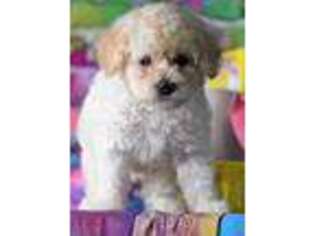 Mutt Puppy for sale in Cisco, TX, USA