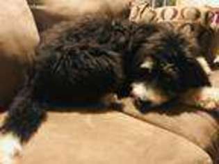 Mutt Puppy for sale in West Chester, PA, USA