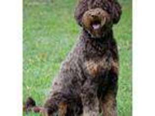 Labradoodle Puppy for sale in Langhorne, PA, USA