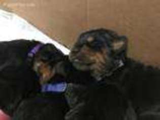 Rottweiler Puppy for sale in Carthage, IN, USA