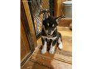 Alaskan Malamute Puppy for sale in Elizabethtown, PA, USA