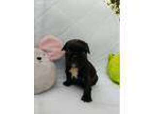 French Bulldog Puppy for sale in Alpine, AL, USA