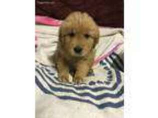 Golden Retriever Puppy for sale in Tyrone, PA, USA