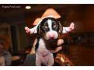 Beagle Puppy for sale in Monroe, MI, USA