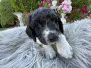 Saint Berdoodle Puppy for sale in Heber City, UT, USA