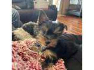Yorkshire Terrier Puppy for sale in Crosby, TX, USA
