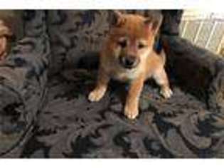 Shiba Inu Puppy for sale in Louisville, KY, USA