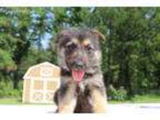 German Shepherd Dog Puppy for sale in Valley, AL, USA