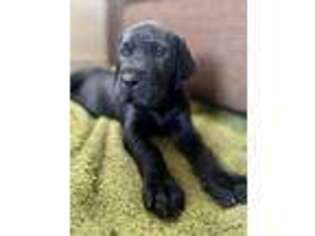 Great Dane Puppy for sale in Middleburg, PA, USA