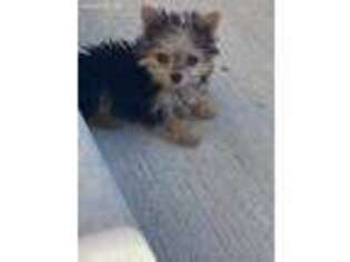 Yorkshire Terrier Puppy for sale in Addison, IL, USA