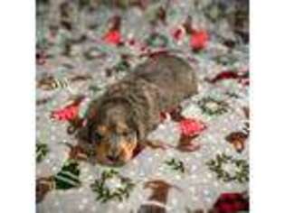 Dachshund Puppy for sale in Louisville, MS, USA
