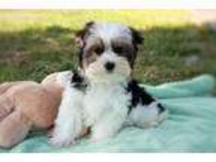 Biewer Terrier Puppy for sale in Howe, OK, USA