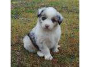 Australian Shepherd Puppy for sale in Talala, OK, USA