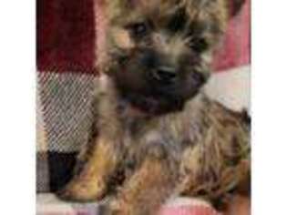 Cairn Terrier Puppy for sale in Mill City, OR, USA