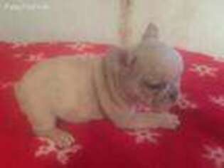 French Bulldog Puppy for sale in Forestville, CA, USA