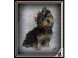 Yorkshire Terrier Puppy for sale in PALM HARBOR, FL, USA