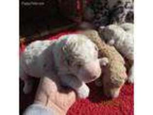 Mutt Puppy for sale in Concordia, KS, USA