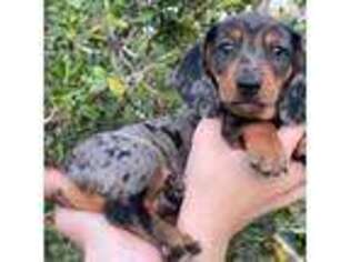 Dachshund Puppy for sale in Fellsmere, FL, USA