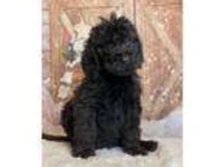 Labradoodle Puppy for sale in Checotah, OK, USA