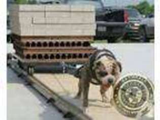 American Bulldog Puppy for sale in MAGNOLIA, TX, USA