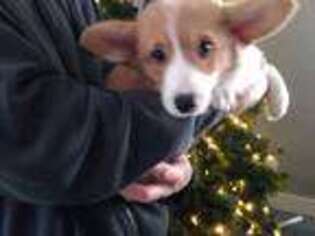 Pembroke Welsh Corgi Puppy for sale in Los Angeles, CA, USA