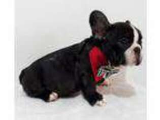 French Bulldog Puppy for sale in Pembroke Pines, FL, USA