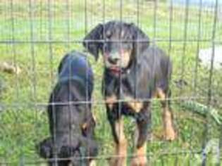 Doberman Pinscher Puppy for sale in ARKPORT, NY, USA