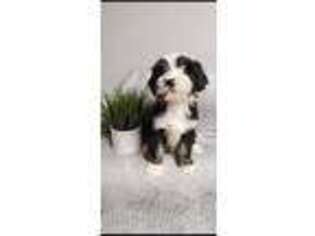 Tibetan Terrier Puppy for sale in Cottage Grove, OR, USA