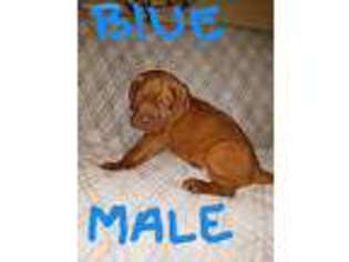 American Bull Dogue De Bordeaux Puppy for sale in Siloam Springs, AR, USA
