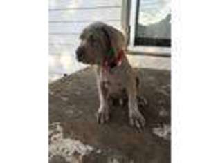 Neapolitan Mastiff Puppy for sale in Muskogee, OK, USA