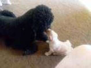 Labradoodle Puppy for sale in Paradise, CA, USA