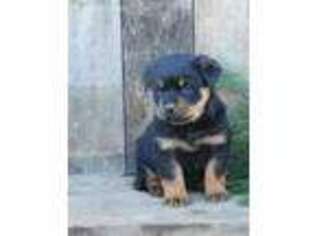 Rottweiler Puppy for sale in Framingham, MA, USA