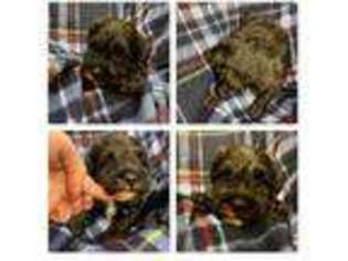 Schnoodle (Standard) Puppy for sale in Xenia, IL, USA