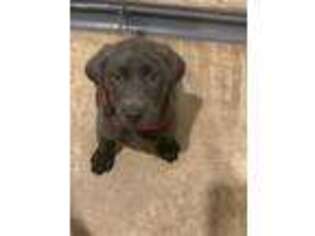 Labrador Retriever Puppy for sale in Indian Trail, NC, USA